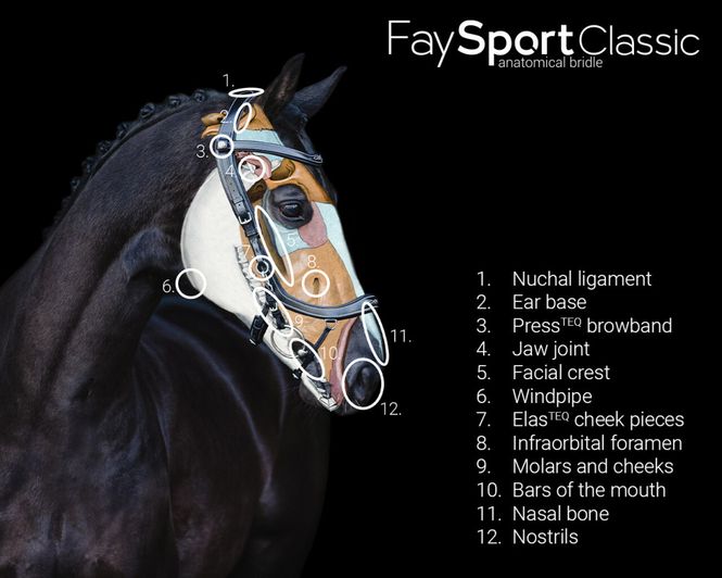 Hovedbilde PresTeq FaySport Classic hodelag